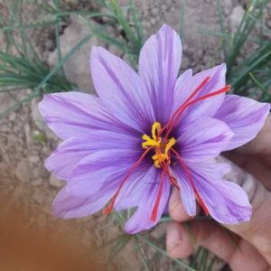 گل زعفران