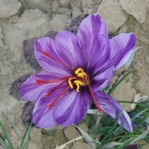 تاثیر کود تکسا در افزایش کلاله گل زعفران